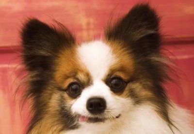 ​英短蓝猫需要准备什么英短蓝猫需要穿衣服吗？