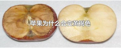 ​苹果为什么会变黄褐色