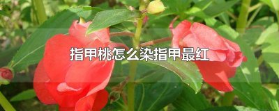 ​指甲桃怎么染指甲最红
