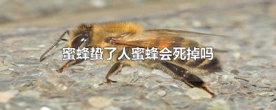 ​蜜蜂蛰了人蜜蜂会死掉吗