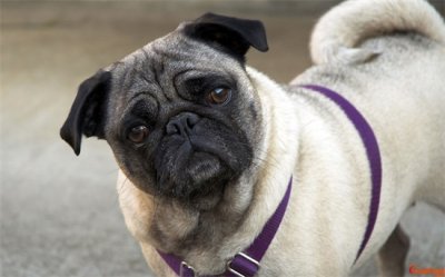 ​巴哥犬的优缺点 巴哥犬图片