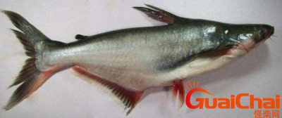 ​巴沙鱼是不是就是鲶鱼?巴沙鱼和鲶鱼一样脏吗?