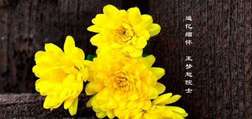 仗朝的意思“仗朝”是一个汉语词语