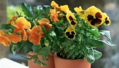 ​吃素的人怎么补充蛋白质16种含有优质蛋白的素食