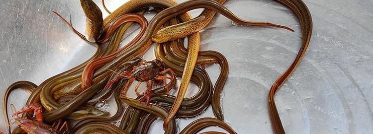 活黄鳝可以冷冻保存吗