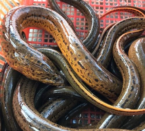 活黄鳝怎么保存,活黄鳝保存方法