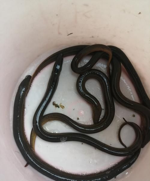 活黄鳝放冰箱保鲜可以保存多久