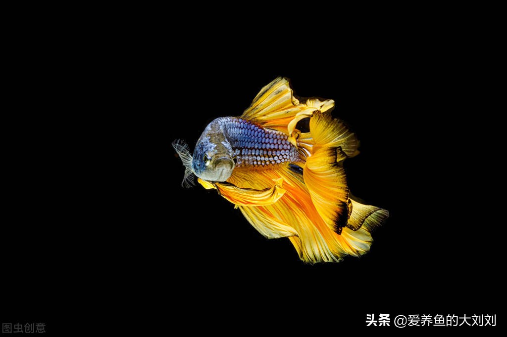 鱼多久换一次水(通过换水降低有害物质角度)