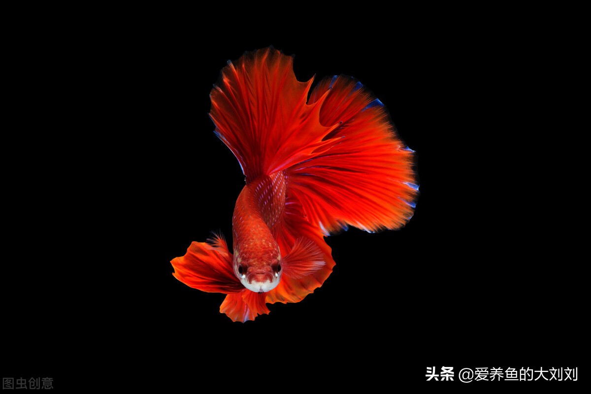 鱼多久换一次水(通过换水降低有害物质角度)