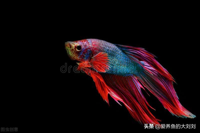 鱼多久换一次水(通过换水降低有害物质角度)