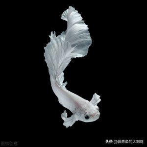 ​鱼多久换一次水（通过换水降低有害物质角度）