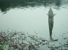 初春什么时候可以钓鱼?初春钓鱼技巧 初春什么时候可以钓鱼?初春钓鱼技巧