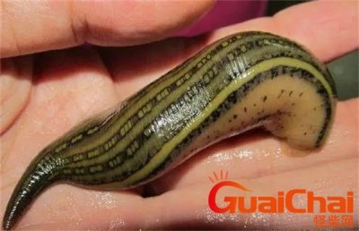 ​暴君水蛭长什么样？暴君水蛭图片