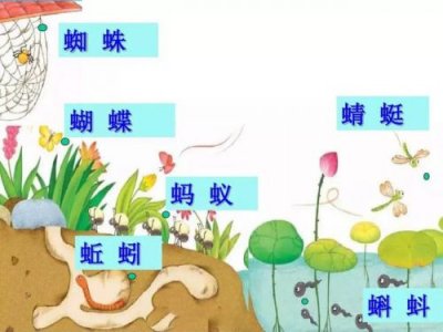 ​知了的拼音怎么拼写(了的拼音)