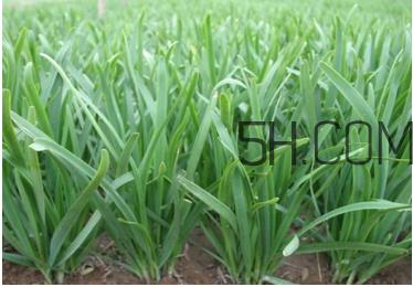 韭菜种植条件有哪些?韭黄和韭菜的区别 韭菜种植条件有哪些?韭黄和韭菜的区别