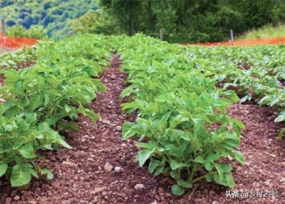 ​土豆怎么种植？做好两个工作，出芽快，15天长30厘米高