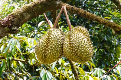 ​榴莲的原产地是哪里（关于榴莲的五个冷知识）