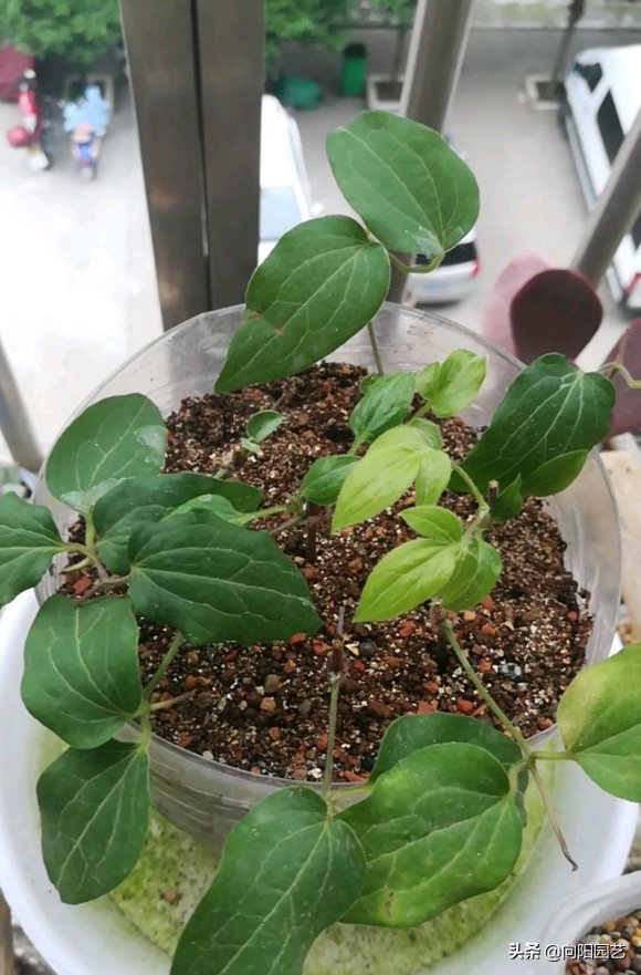 铁线莲花期多长时间(分享铁线莲的花期时长)