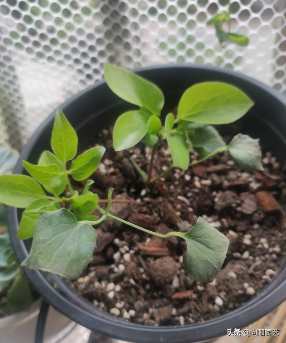 铁线莲花期多长时间(分享铁线莲的花期时长)