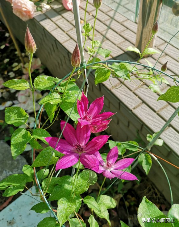 铁线莲花期多长时间(分享铁线莲的花期时长)