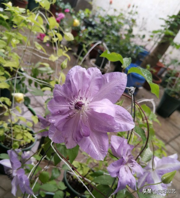 铁线莲花期多长时间(分享铁线莲的花期时长)