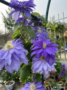 ​铁线莲花期多长时间（分享铁线莲的花期时长）