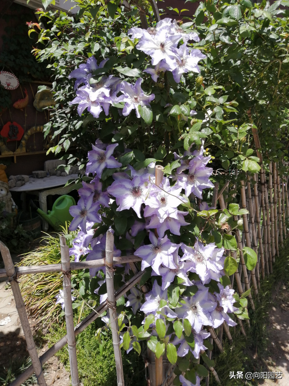 铁线莲花期多长时间(分享铁线莲的花期时长)