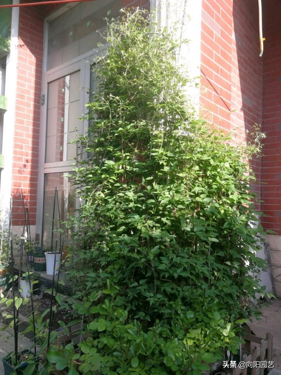 铁线莲花期多长时间(分享铁线莲的花期时长)