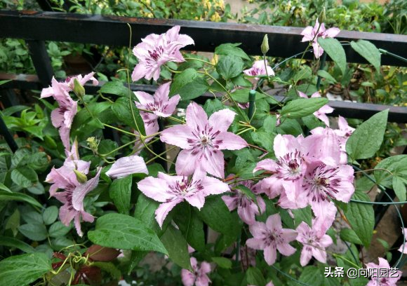 铁线莲花期多长时间(分享铁线莲的花期时长)