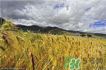 青稞是什么?青稞的价值功效