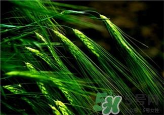 青稞是什么?青稞的价值功效
