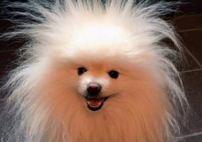 ​为什么金毛犬的鼻子在冬天就褪色？金毛狗狗鼻子褪色怎么恢复