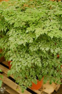 ​幸福树怎么繁殖，幸福树繁殖方法