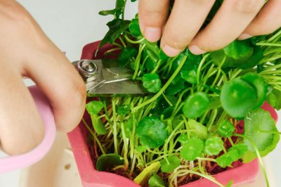 ​铜钱草什么时候种最好，铜钱草咋种