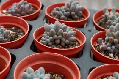 ​不适合露养的多肉名单