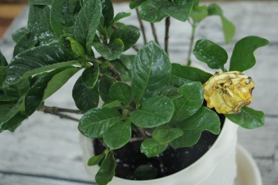 ​栀子花什么时候发芽