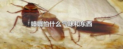​蟑螂怕什么气味和东西味道 蟑螂最怕啥气味