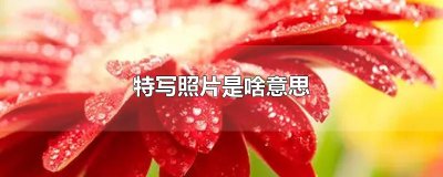 ​特写照片是啥意思