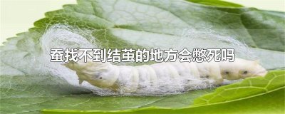 ​蚕找不到结茧的地方会憋死吗