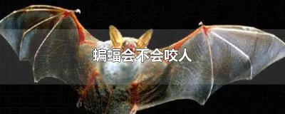 ​蝙蝠会不会咬人