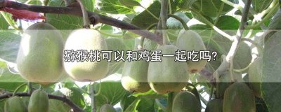 ​猕猴桃可以和鸡蛋一起吃吗?