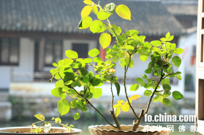 ​什么是拘留孙佛？