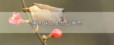​捧高踩低是什么意思