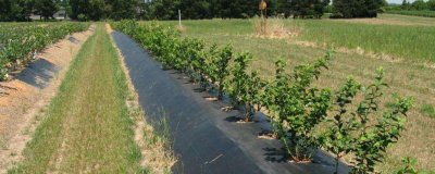 ​除草布的危害