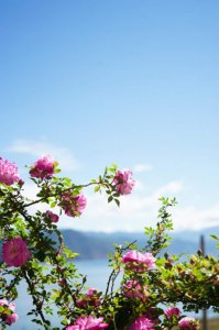 ​蔷薇花能在室内养吗