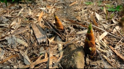 ​毛笋怎么处理才能吃