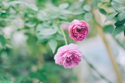 ​微型月季的修剪方法