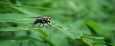 ​四害是指什么