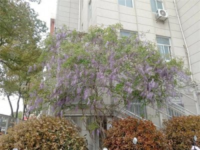 ​石家庄大学会花落谁家