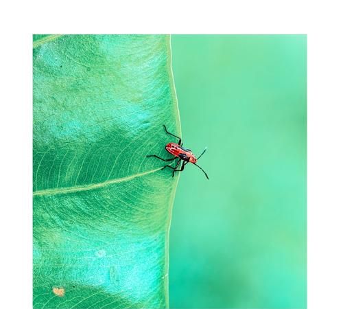 不与夏虫语冰什么意思